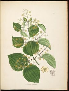 Plate from Flora Indica